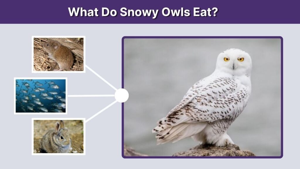 What Do Snowy Owls Eat?