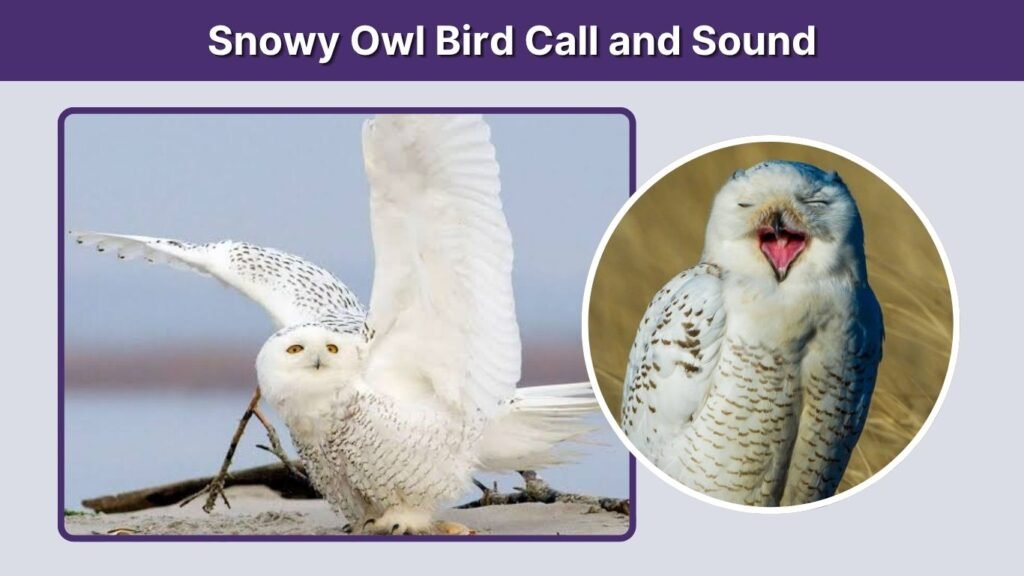 Snowy Owl Bird Call and Sound