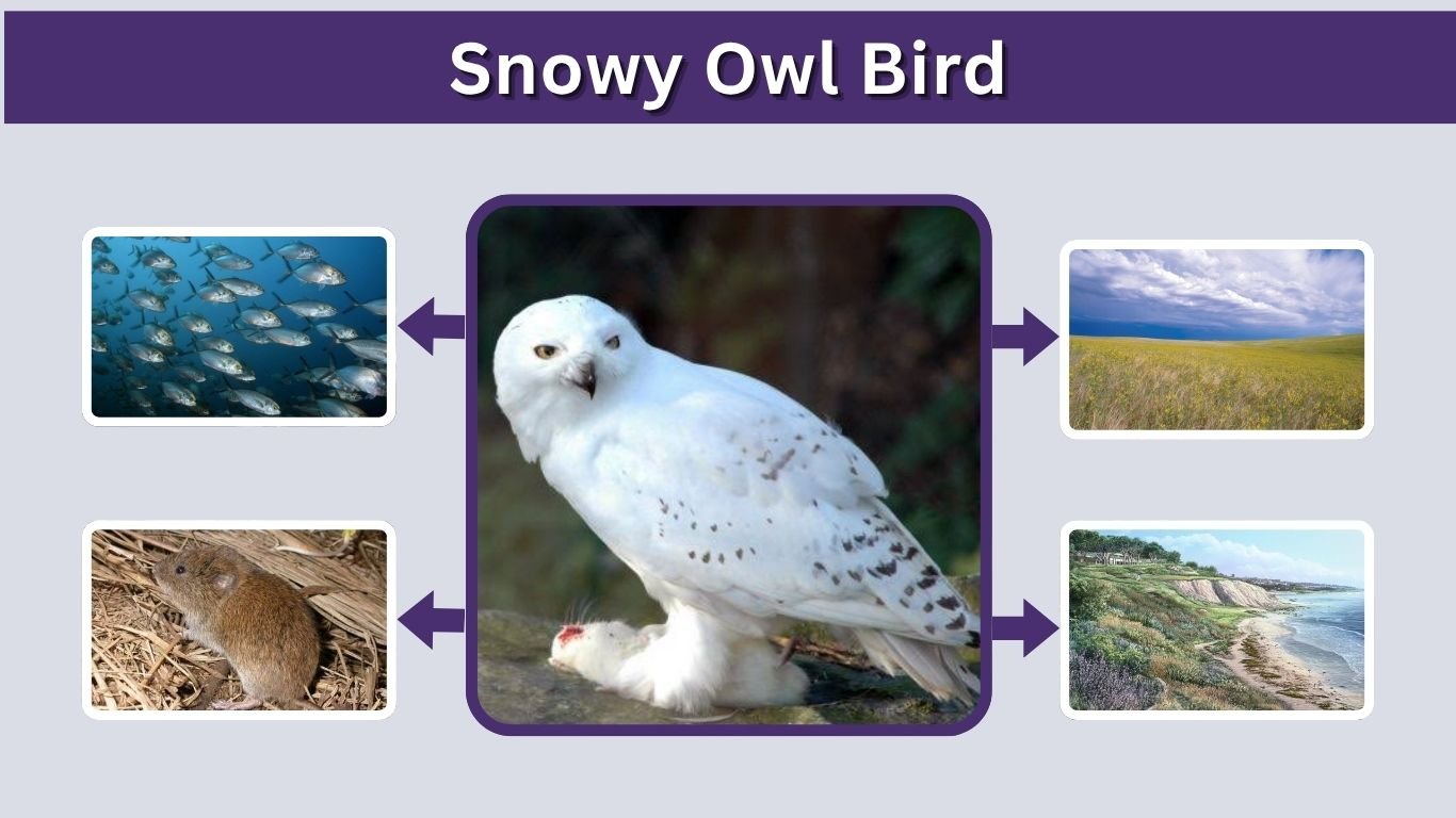 Snowy Owl Bird: Facts, Habitat, Diet, Call, and Range