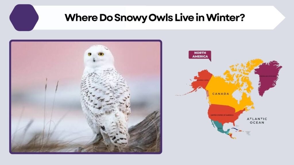 Where Do Snowy Owls Live in Winter?