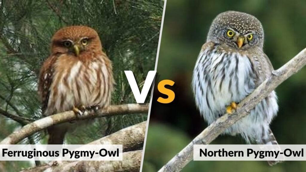Ferruginous Pygmy-Owl vs. Northern Pygmy-Owl