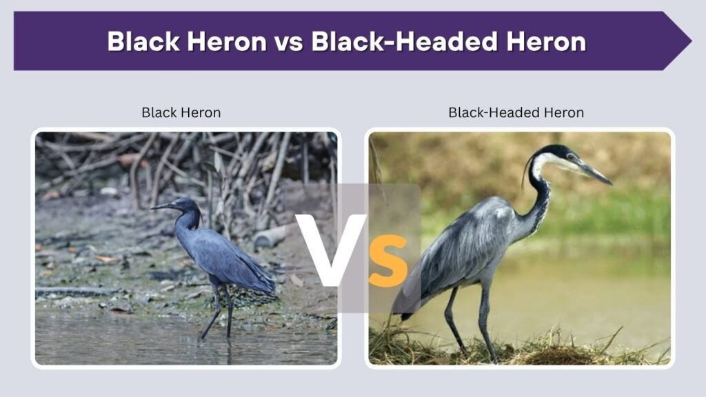 Black Heron vs Black-Headed Heron