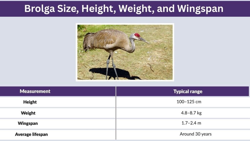 Brolga Size, Height, Weight, and Wingspan
