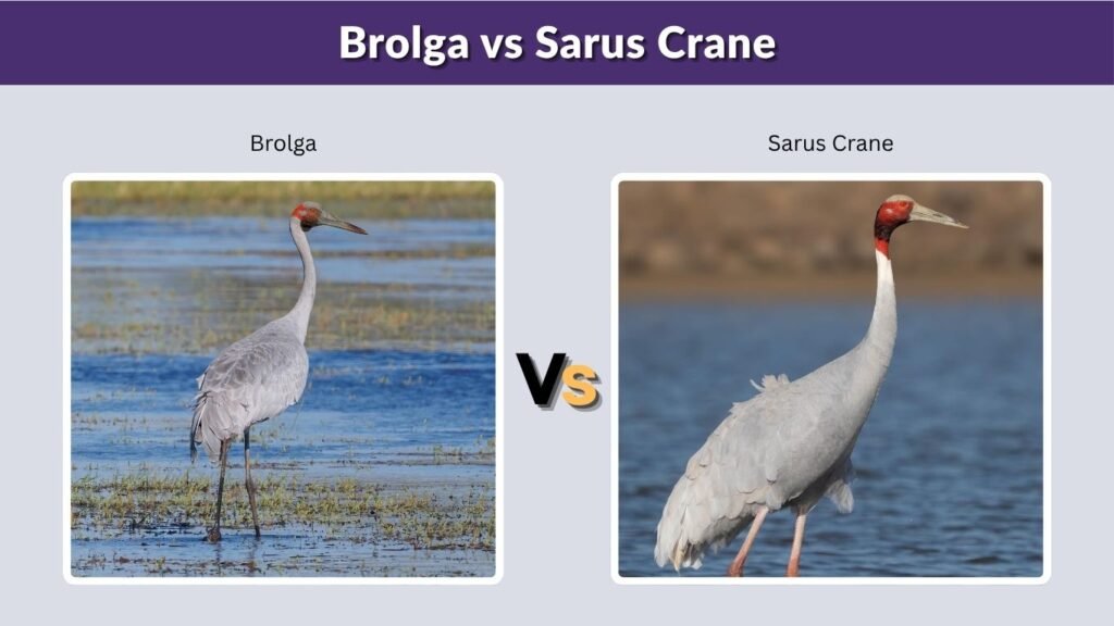 Brolga vs Sarus Crane