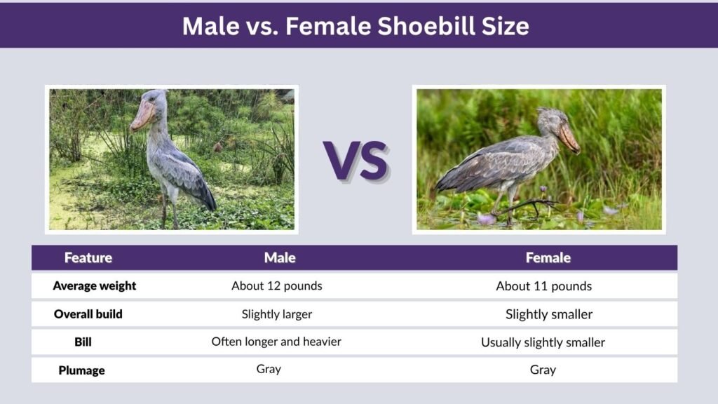 Male vs. Female Shoebill Size