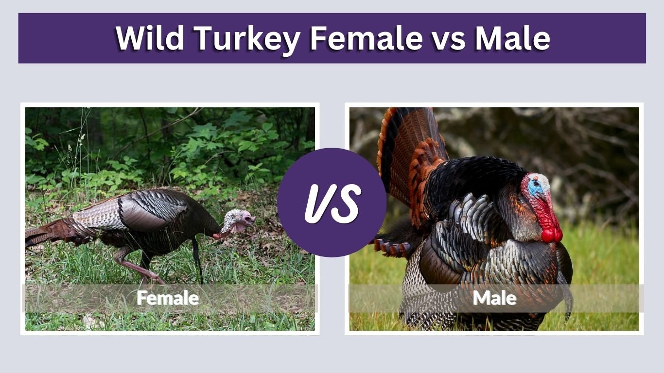 Wild Turkey Female vs Male: 12 Key Differences