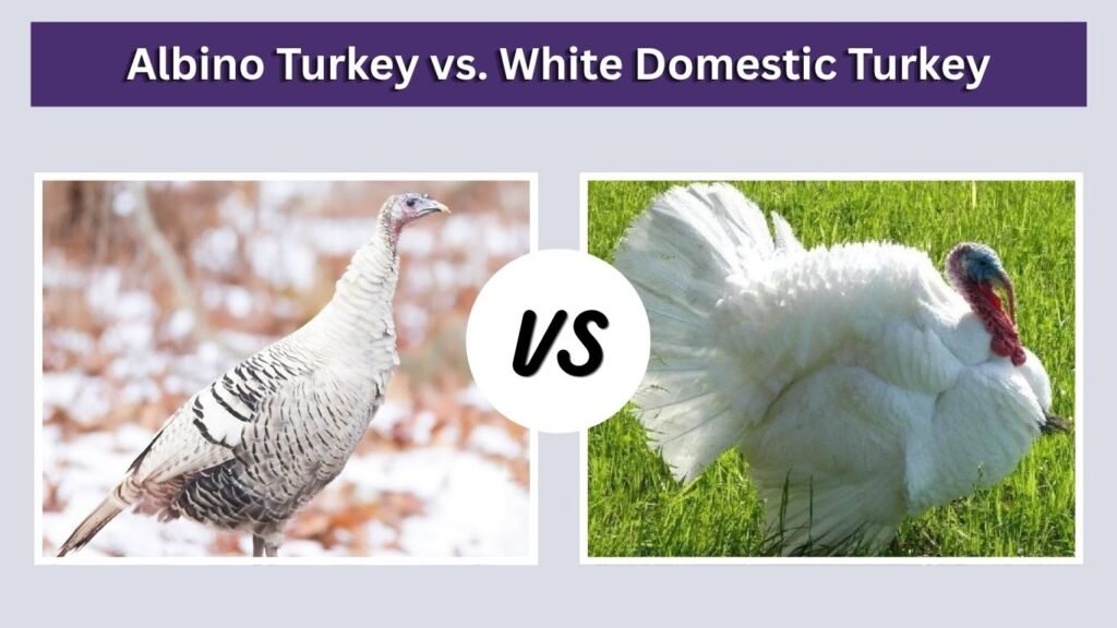 Albino Turkey vs. White Domestic Turkey