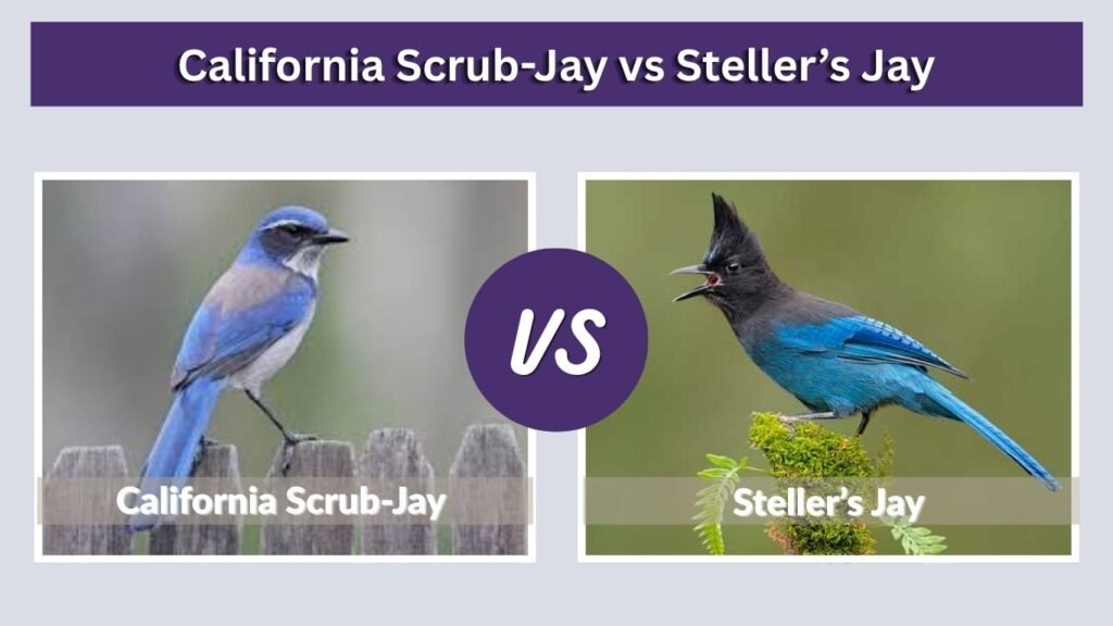 California Scrub-Jay vs Steller’s Jay