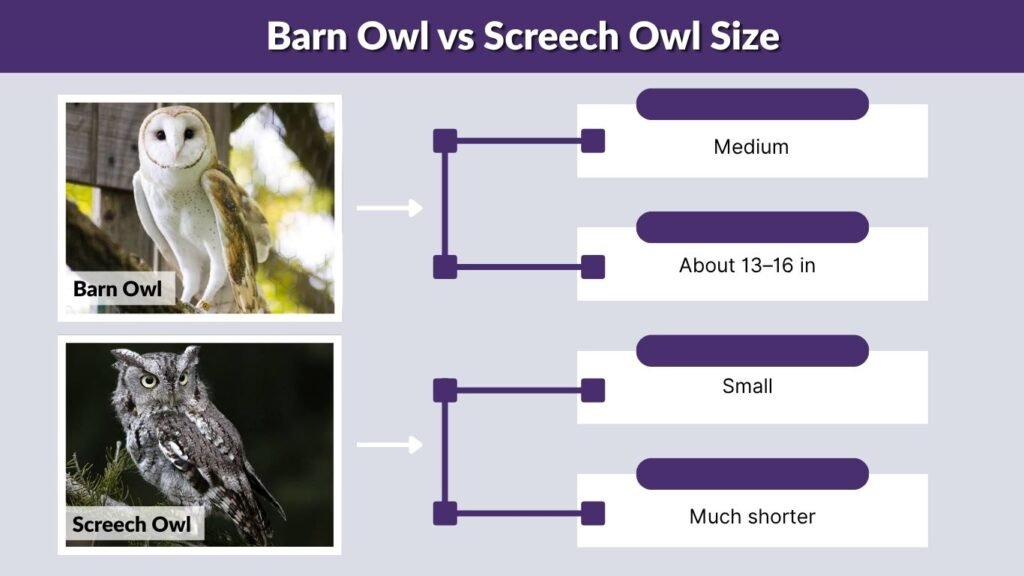 Barn Owl vs Screech Owl Size