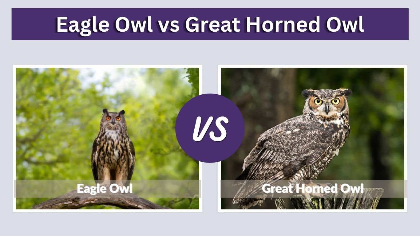 Eagle Owl vs Great Horned Owl: Size and Key Differences