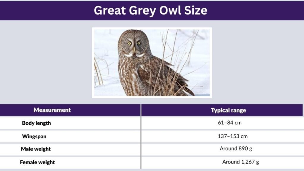 Great Grey Owl Size