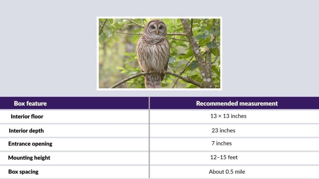 Barred Owl Nest Box Plans and Dimensions