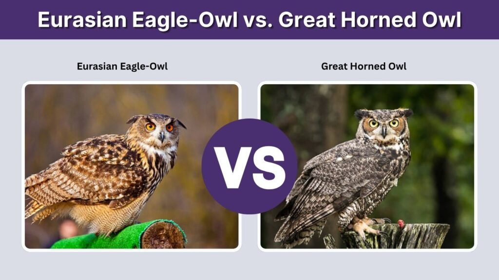 Eurasian Eagle-Owl vs. Great Horned Owl