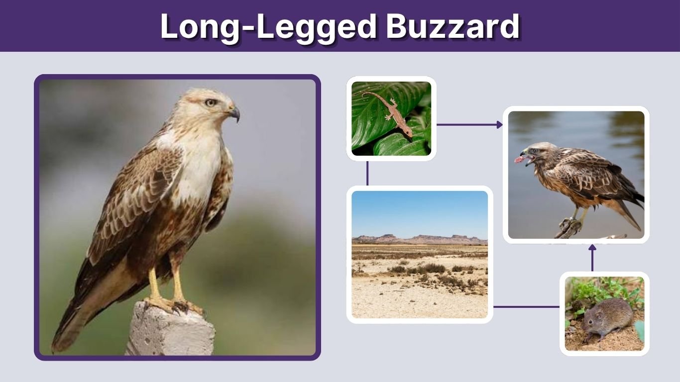 Long-Legged Buzzard: Identification, Diet, Habitat, and Facts