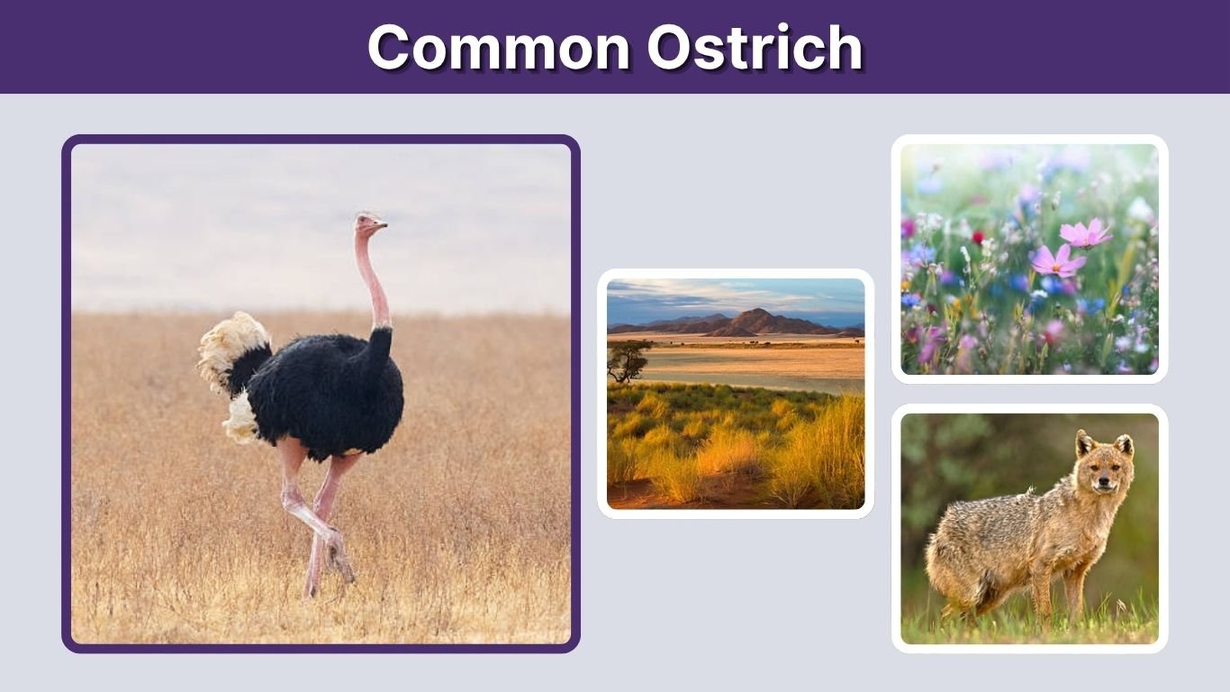 Common Ostrich: Size, Speed, Diet, Habitat and Facts