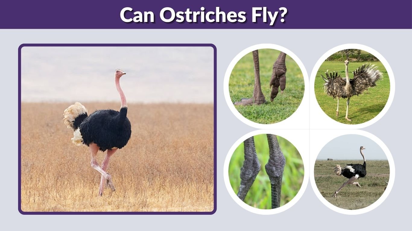 Can Ostriches Fly? Why These Giant Birds Cannot Fly
