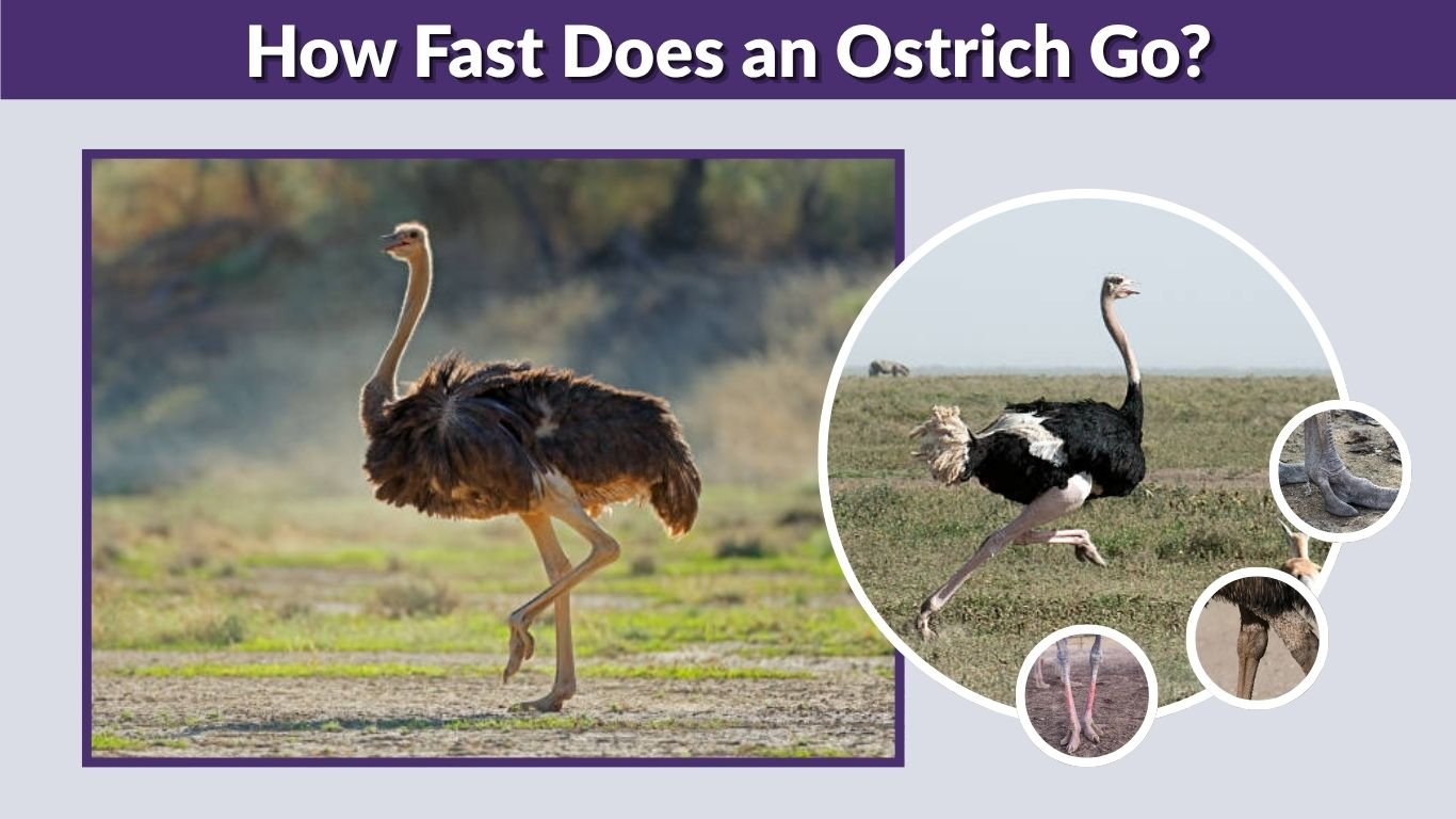 How Fast Does an Ostrich Go? Top Speed and Running Facts