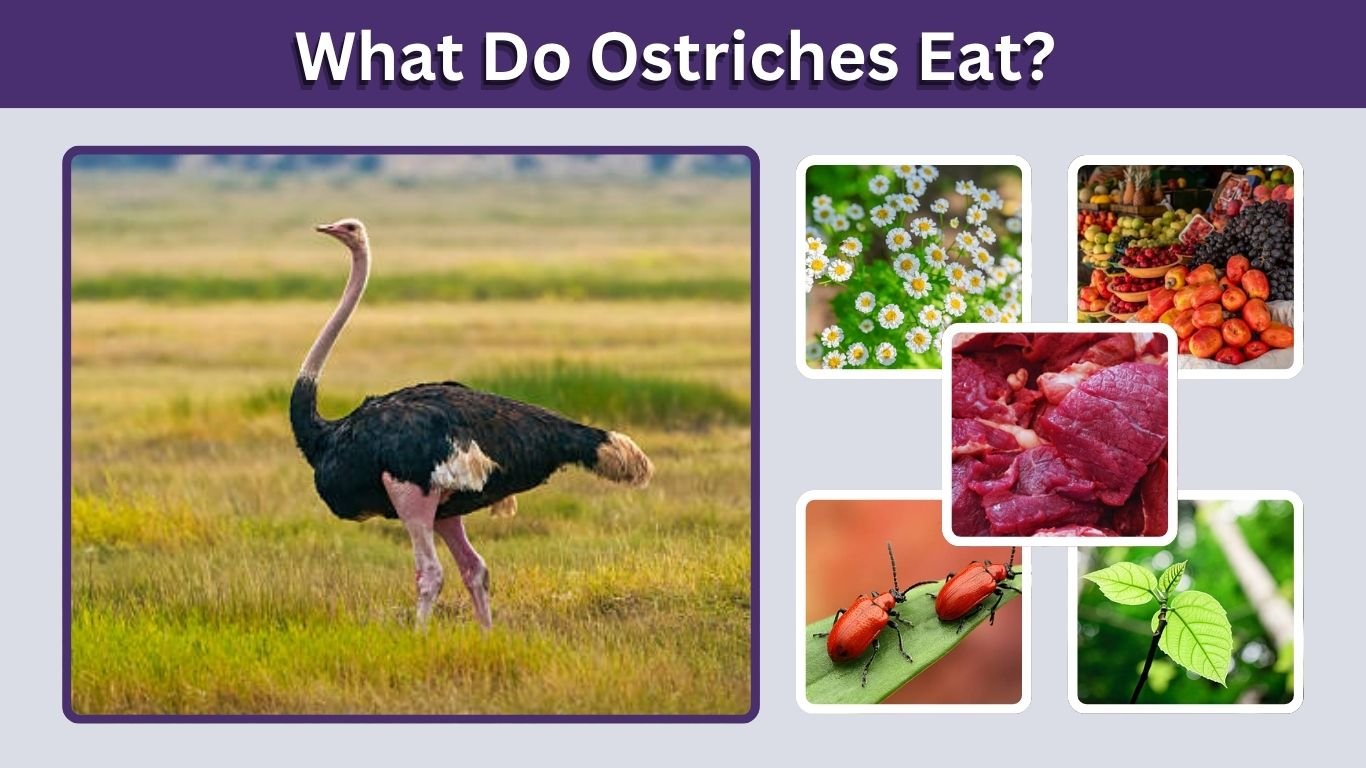 What Do Ostriches Eat? 10 Foods in an Ostrich Diet
