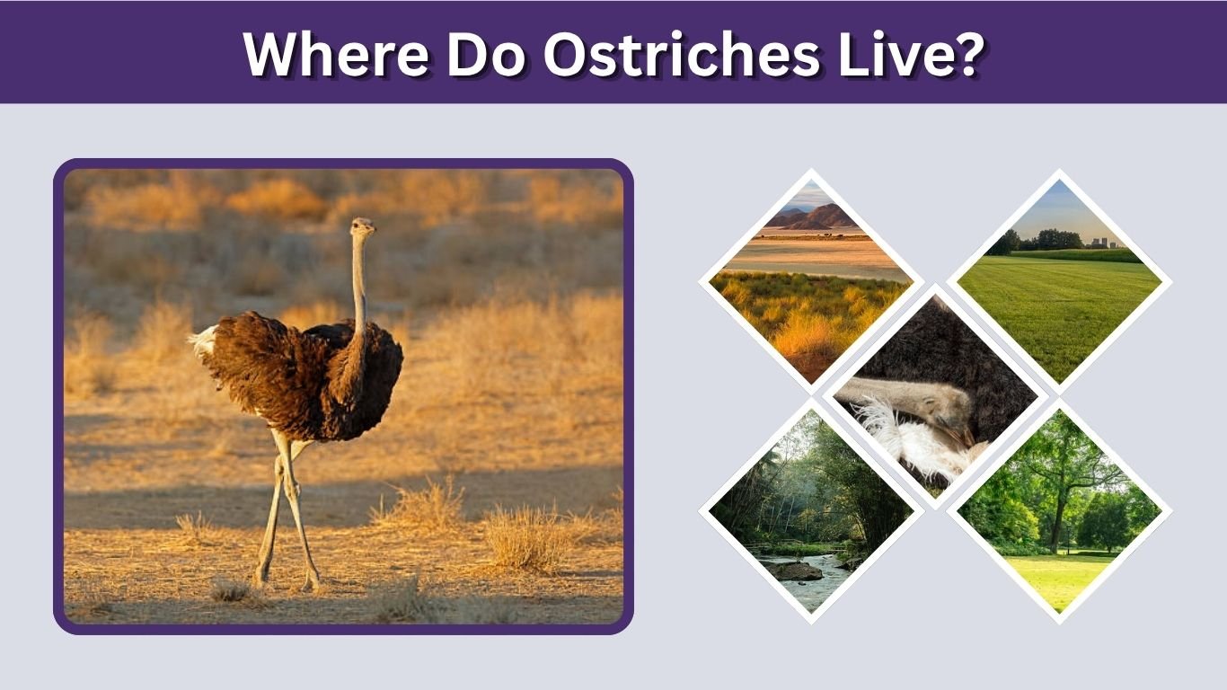 Where Do Ostriches Live? Habitat, Range, and Countries