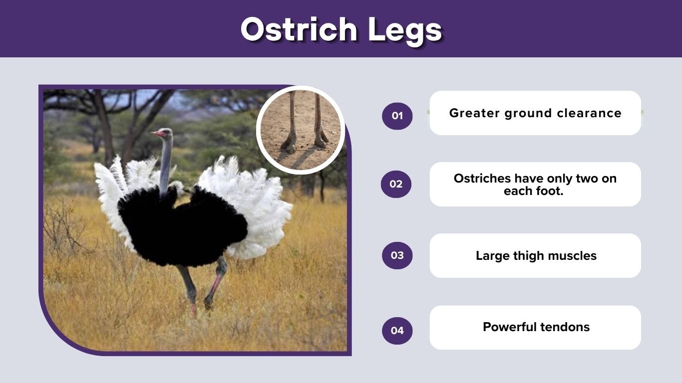 Ostrich Legs: Anatomy, Strength, Speed and Powerful Kicks