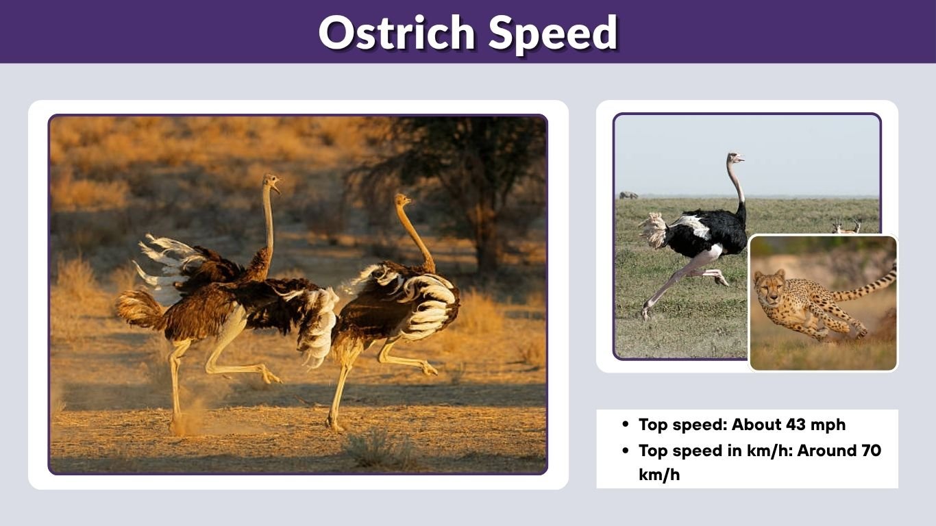 Ostrich Speed: Top Running Speed, MPH, KM/H and Facts