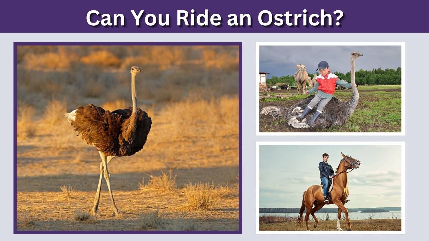 Can You Ride an Ostrich? Safety, Weight and Where to Ride