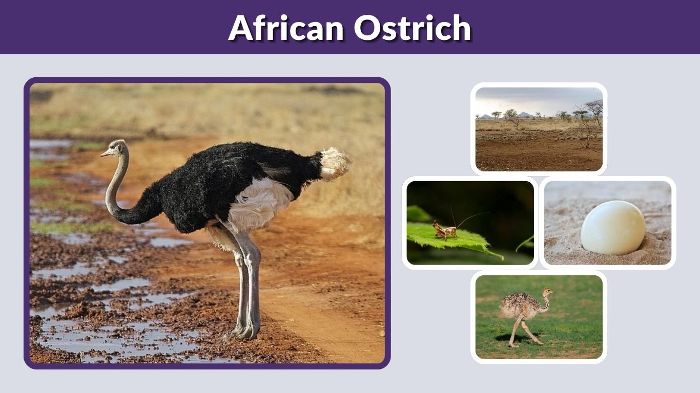 African Ostrich: Habitat, Diet, Speed, Eggs & Facts