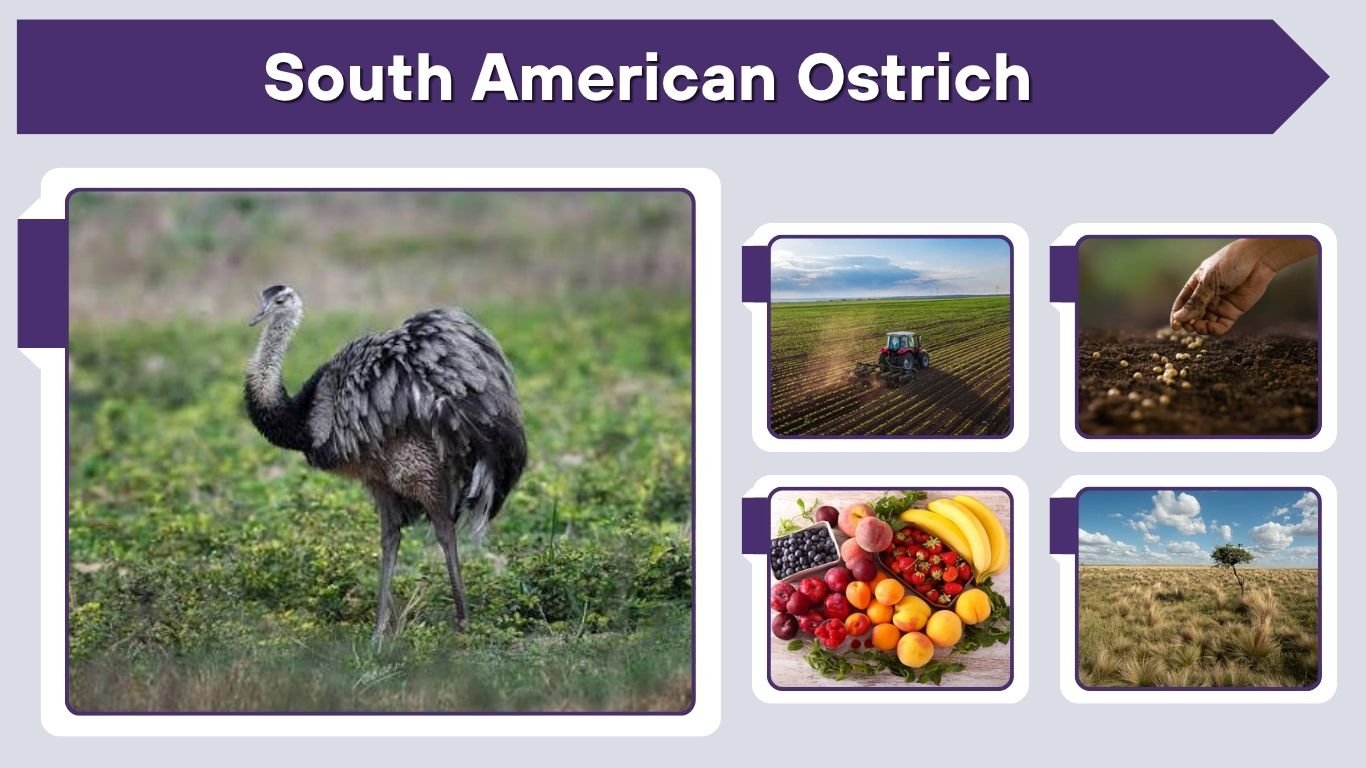 South American Ostrich: Habitat, Diet and Facts