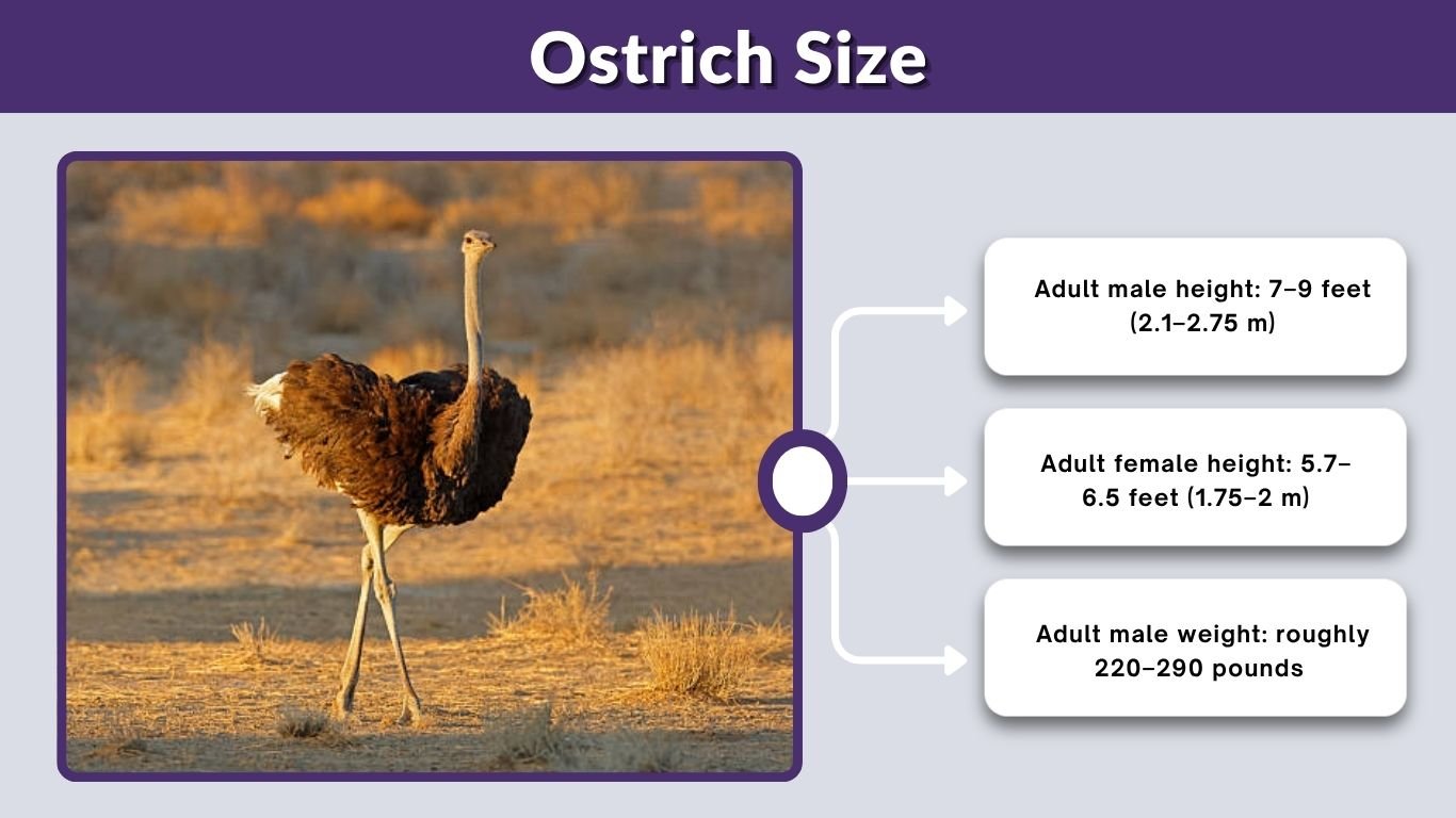 Ostrich Size: Height, Weight, Egg Size & Comparisons