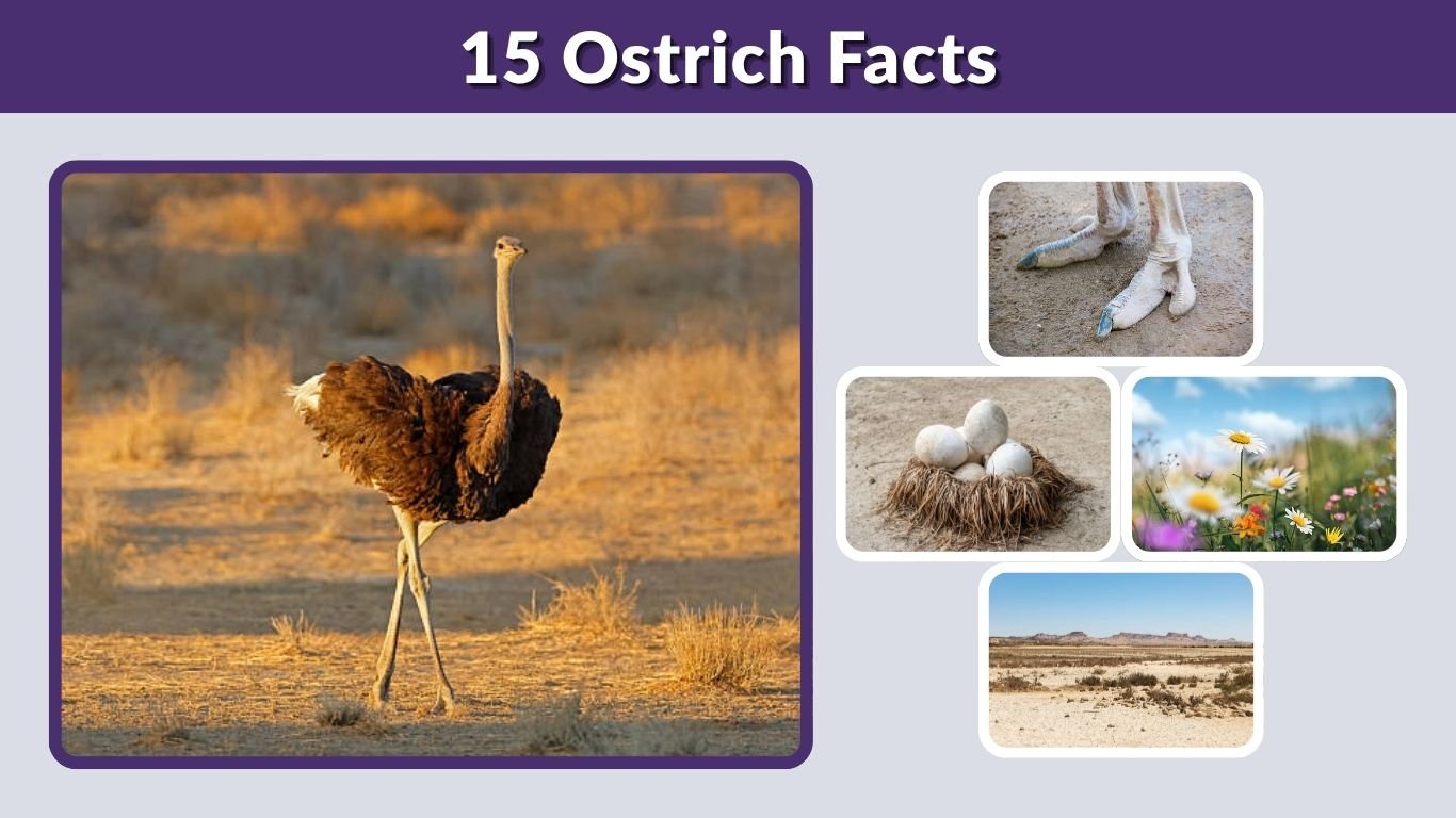 15 Ostrich Facts: Amazing Things About the World's Largest Bird