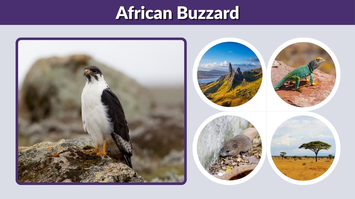 African Buzzard: Species, Habitat, Diet, and Identification