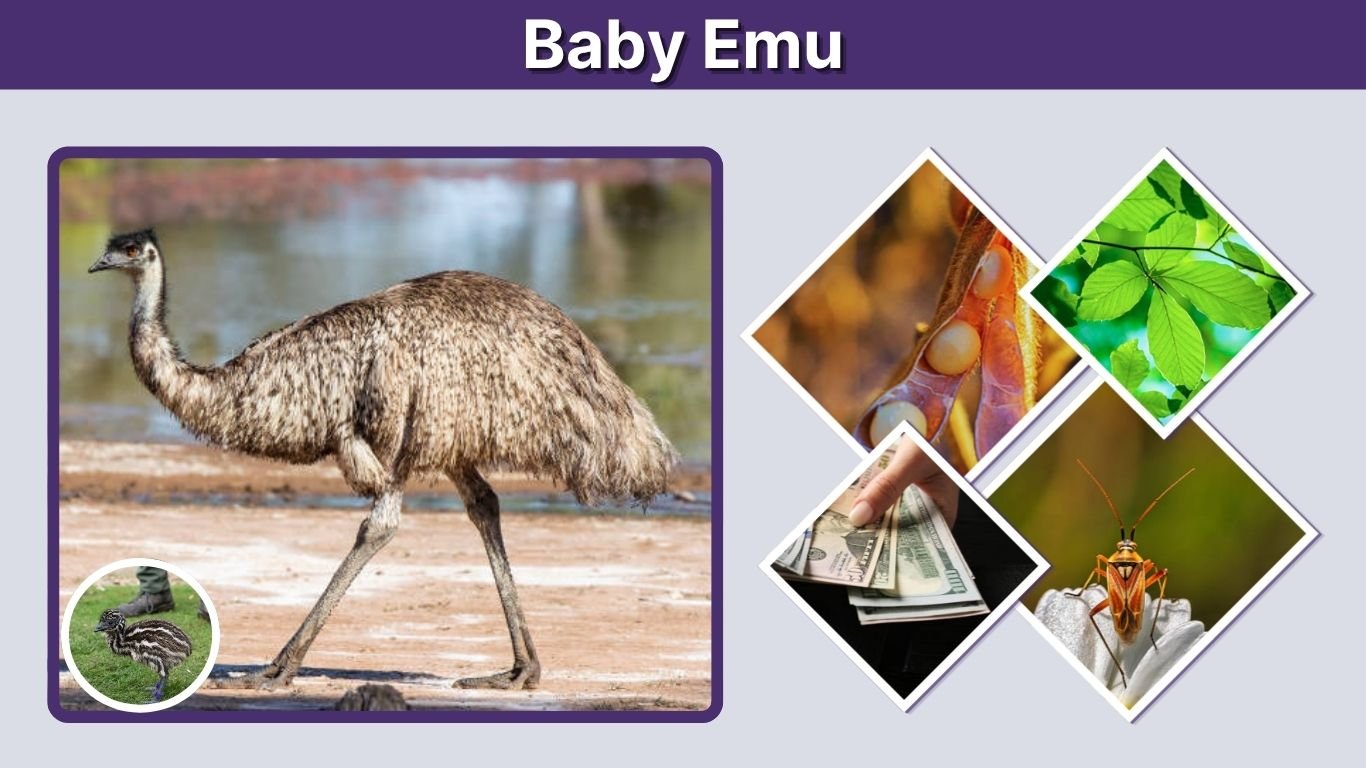 Baby Emu: Facts, Diet, Growth, Care and Chicks