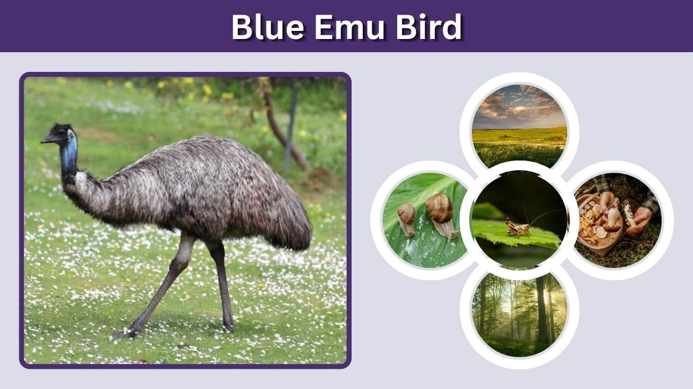 Blue Emu Bird: Identification, Size, Habitat, Eggs & Facts