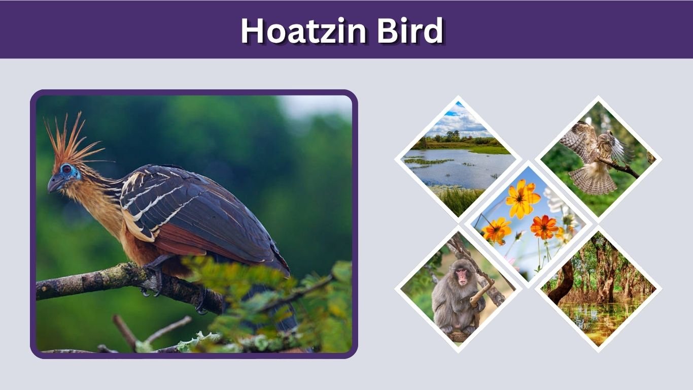 Hoatzin Bird: Claws, Diet, Habitat, Size & Stinkbird Facts