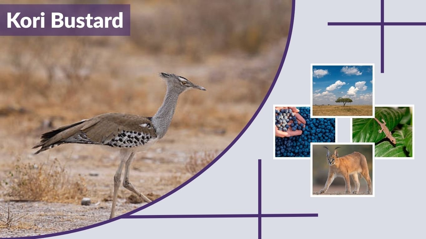 Kori Bustard: Size, Weight, Wingspan, Diet & Facts