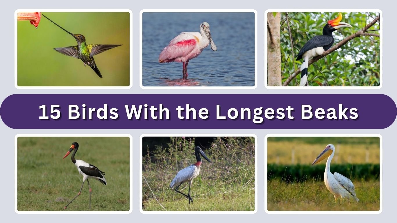 15 Birds With the Longest Beaks in the World: ID with Pictures