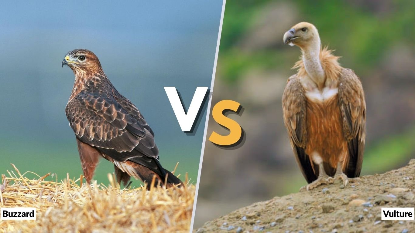 Buzzard vs Vulture: Differences in Size, Diet, and Flight