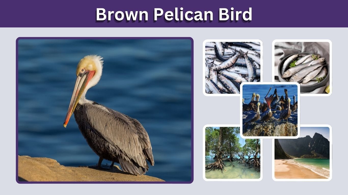 Brown Pelican Bird: Identification, Diet, Habitat, Size & Facts