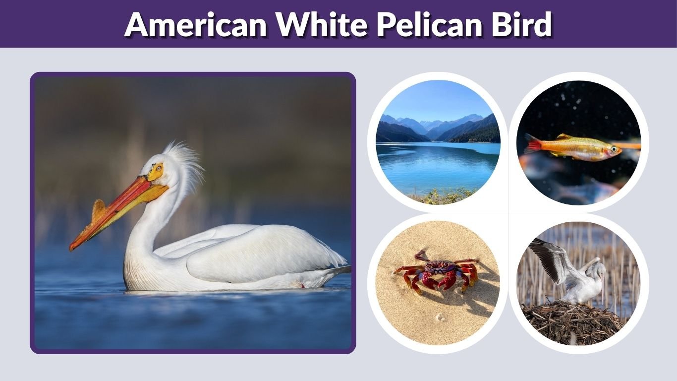 American White Pelican Bird: Size, Habitat, Diet & Facts