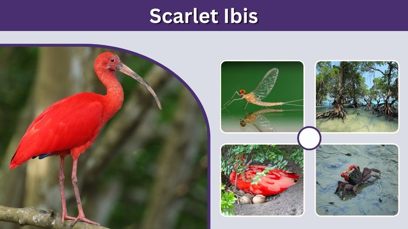 Scarlet Ibis: Size, Habitat, Diet, Lifespan & Facts