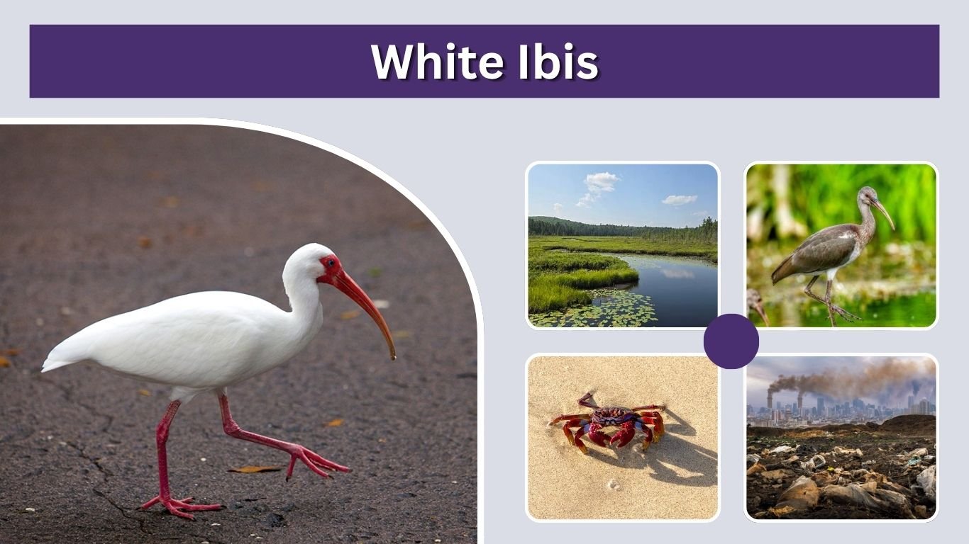White Ibis: Identification, Diet, Habitat, and Facts