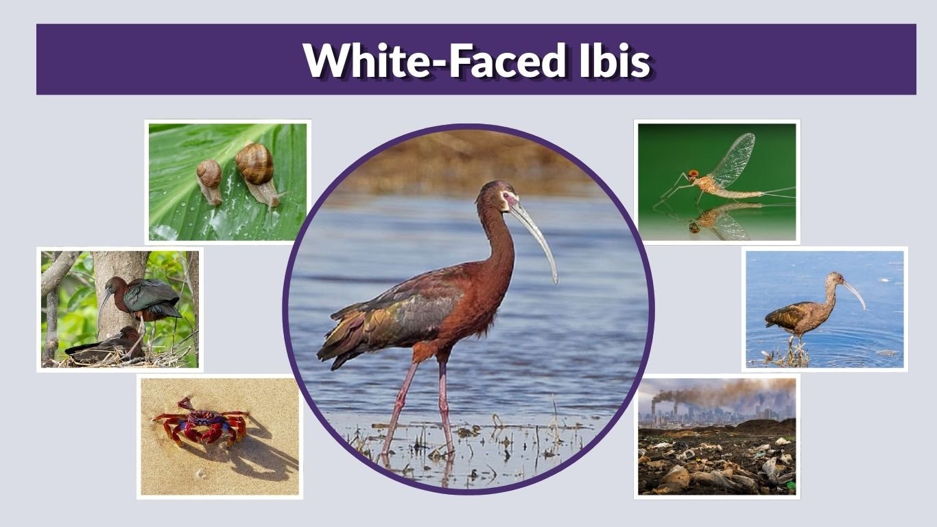 White-Faced Ibis: Identification, Habitat, Diet, and Range