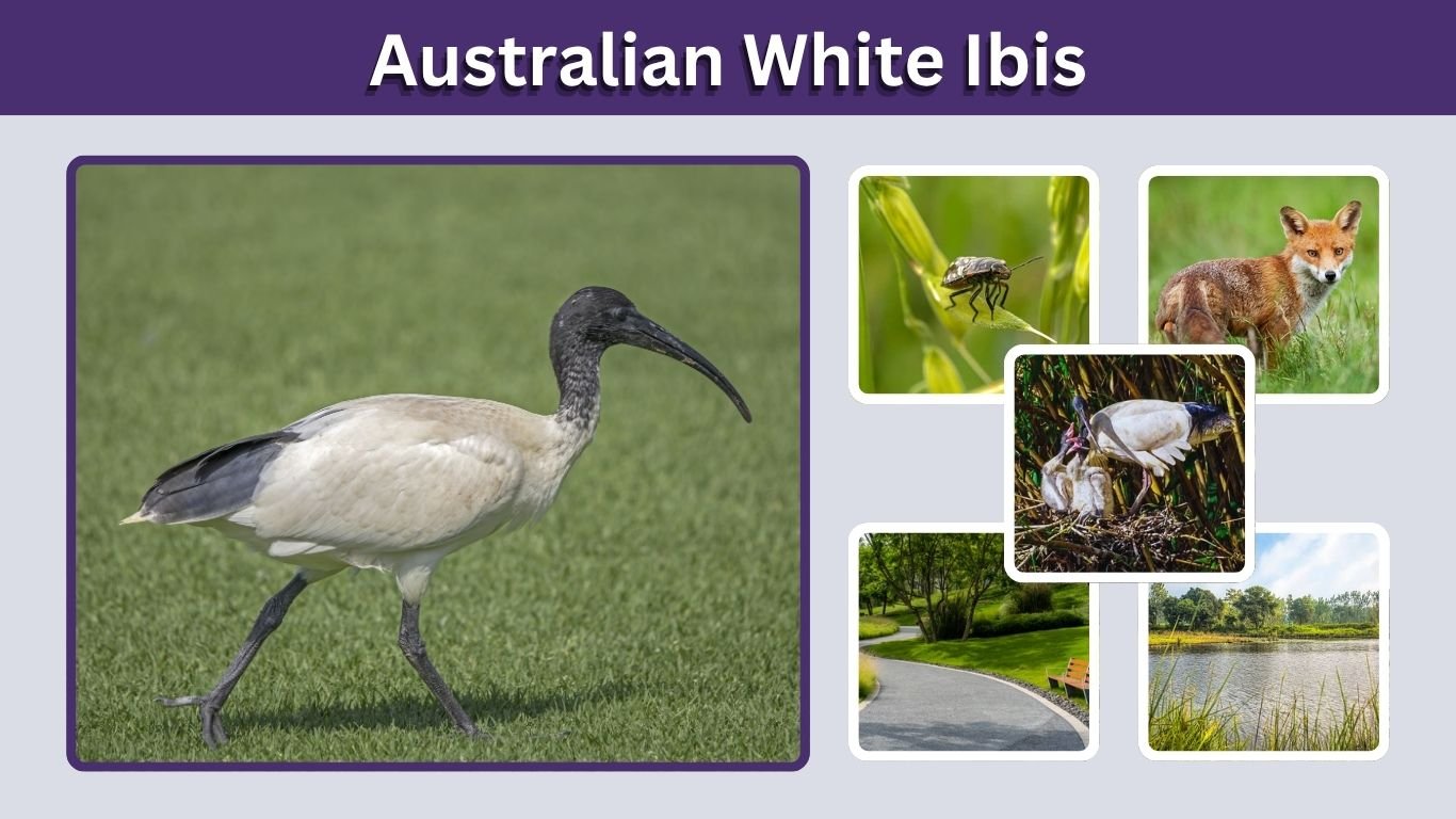 Australian White Ibis: Diet, Habitat, Size, and Facts