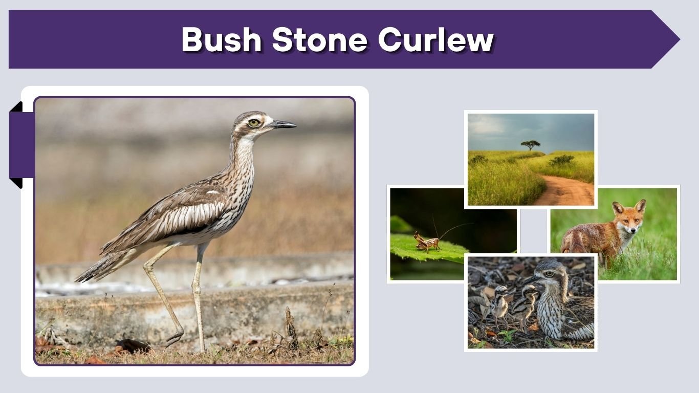 Bush Stone Curlew: Call, Diet, Habitat, Chicks & Facts