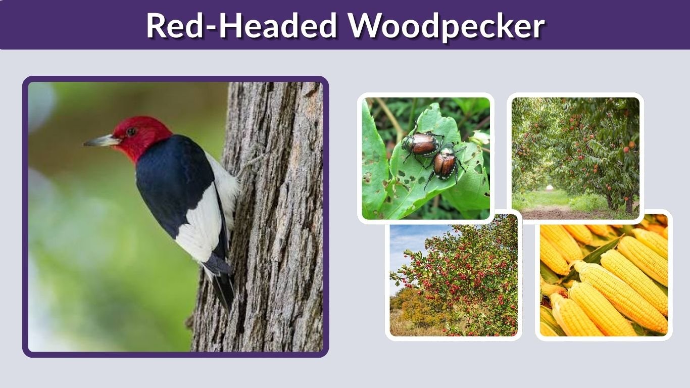 Red-Headed Woodpecker: Facts, Habitat, Diet and Calls