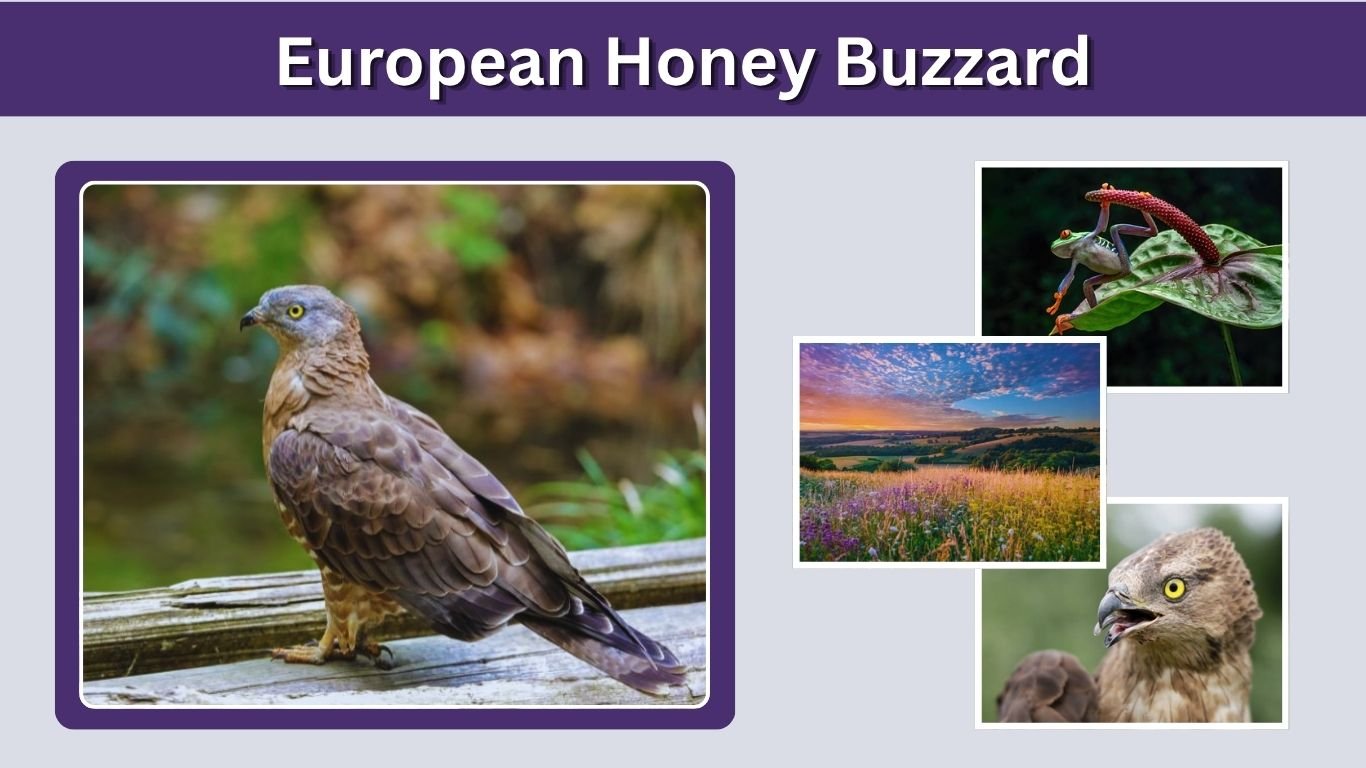 European Honey Buzzard: Identification, Diet, and Migration