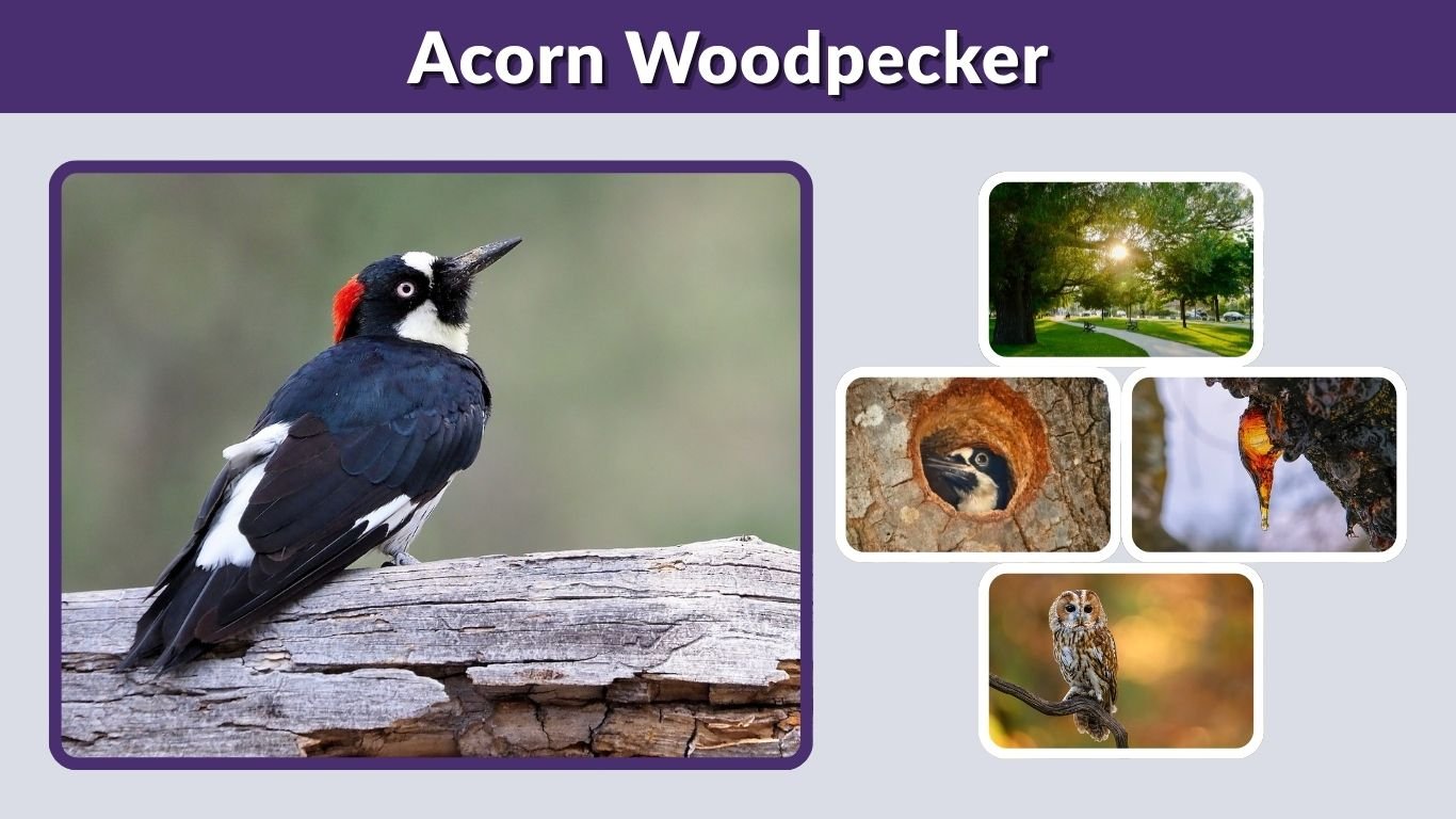 Acorn Woodpecker: Diet, Habitat, Range and Facts