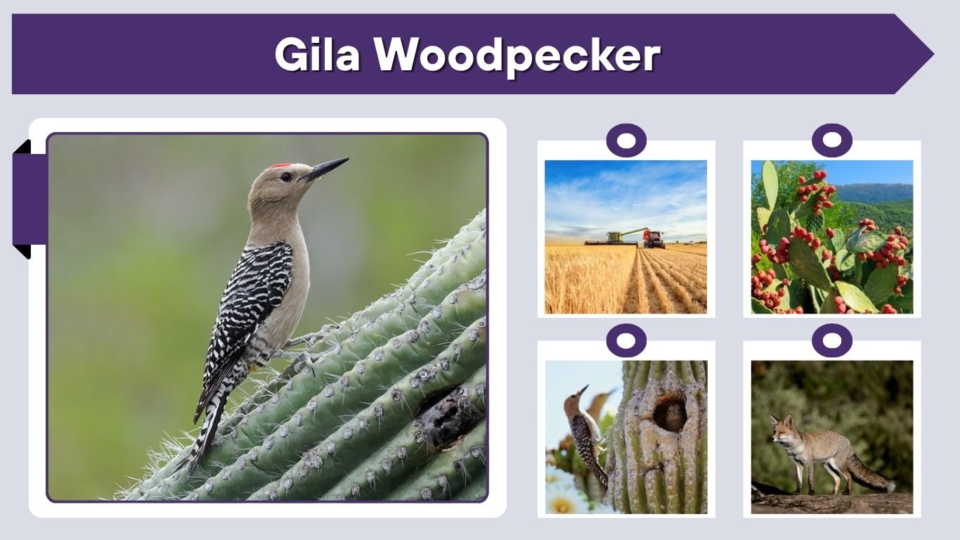 Gila Woodpecker: Habitat, Diet, Nesting and Facts