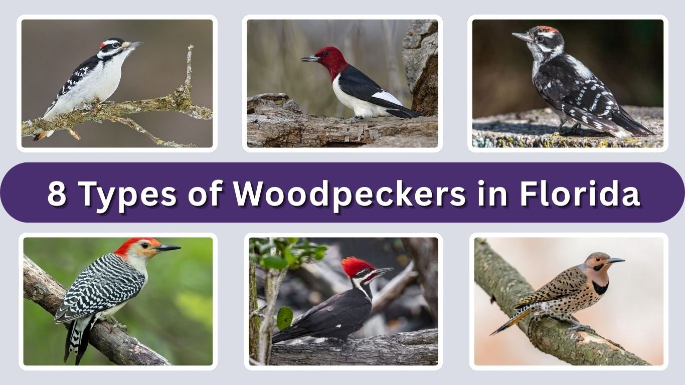 8 Types of Woodpeckers in Florida: Identification and Facts