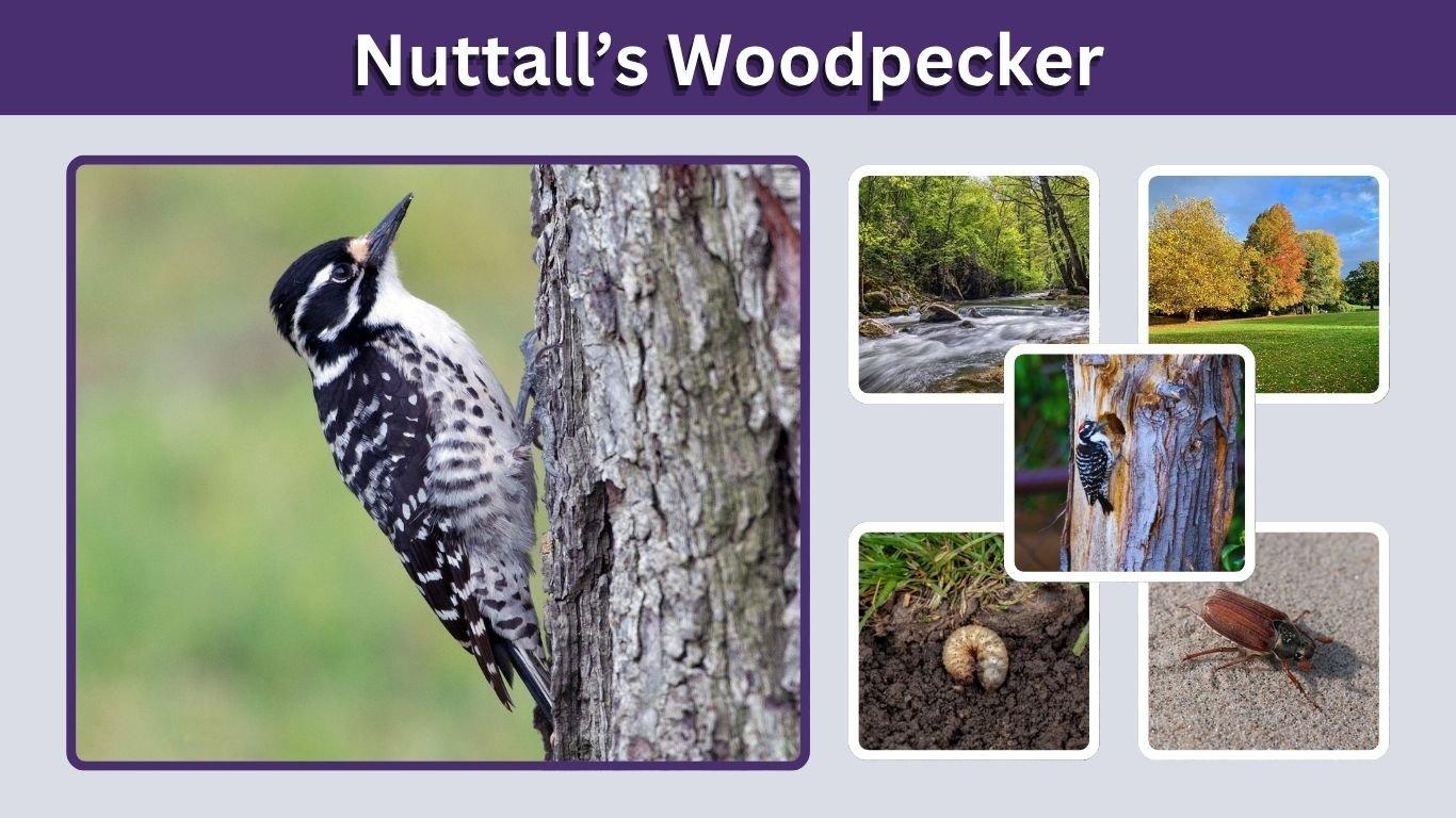 Nuttall’s Woodpecker: Identification, Habitat, Diet, and Facts